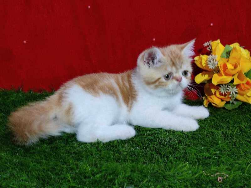 Persian For Sale In Agra
