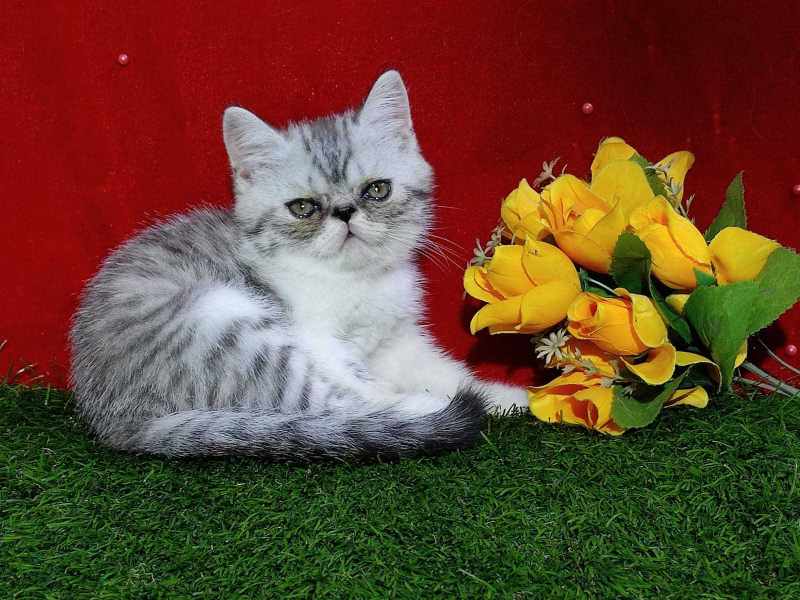 Persian For Sale In Salem