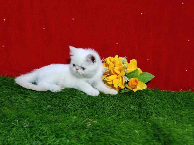 Persian For Sale In Imphal