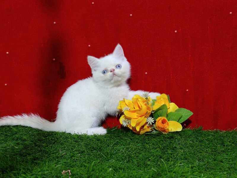 Persian For Sale In Aligarh UP