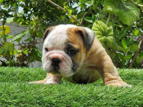 English Bulldog For Sale In Mumbai