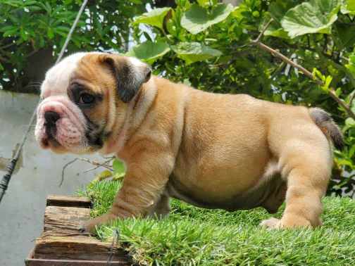 English Bulldog For Sale In Mumbai