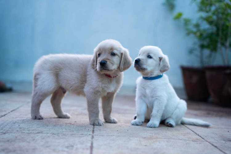 Golden Retriever For Sale In Panaji