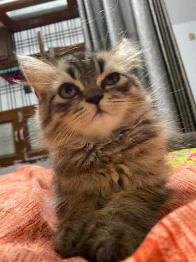 Siberian For Sale In Ahmedabad