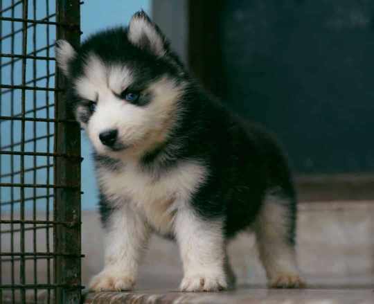 Siberian Husky For Sale In Bhopal