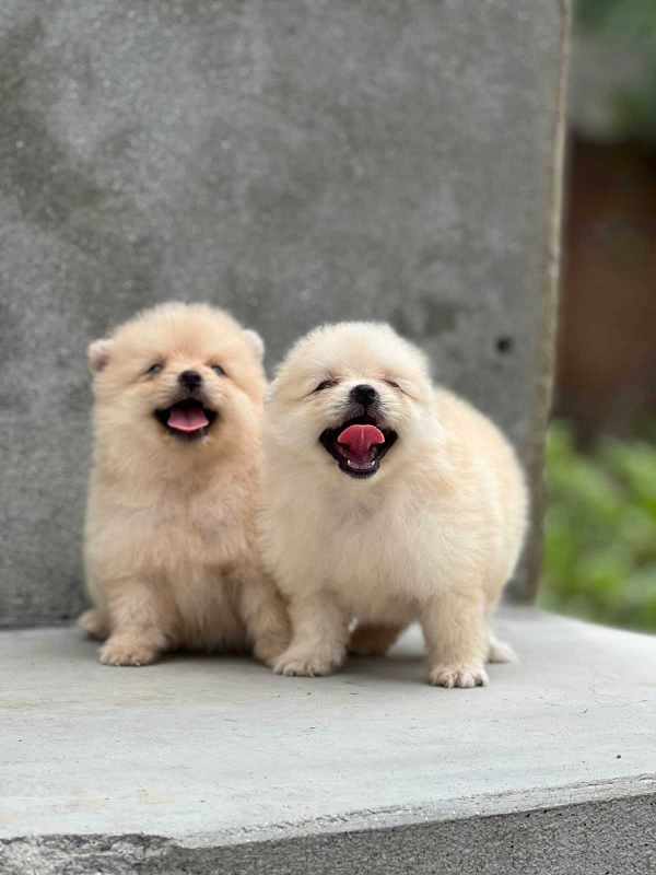 Culture Pomeranian For Sale In Pune