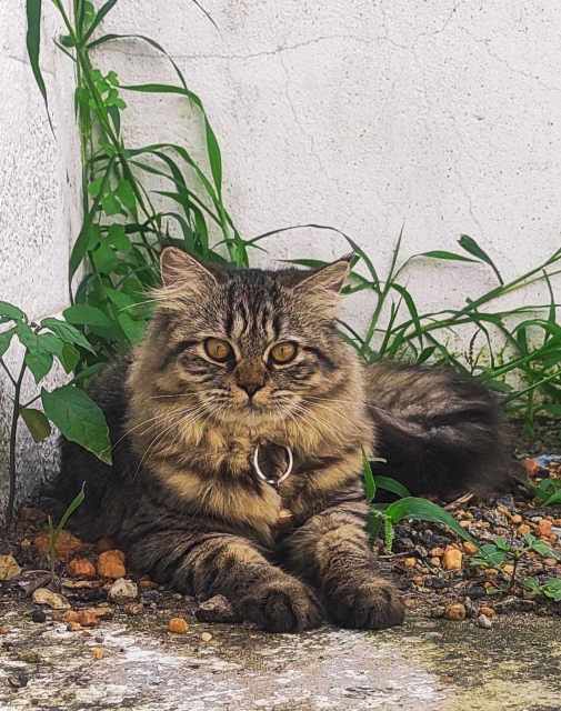 Siberian For Sale In Chennai