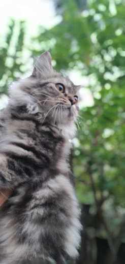 Siberian For Sale In Hyderabad