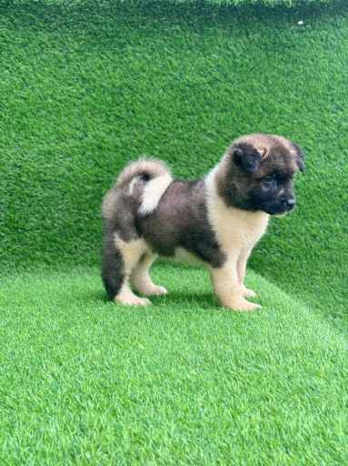 Akita For Sale In Chennai