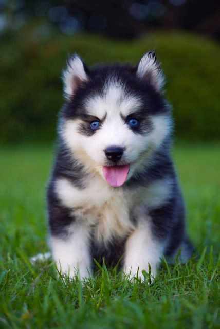 Siberian Husky For Sale In Surat