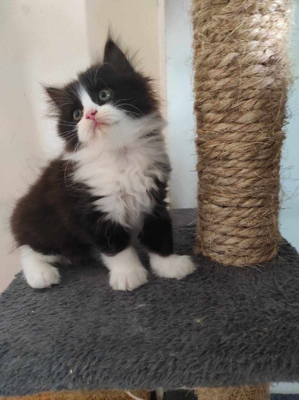 Persian For Sale In Meerut