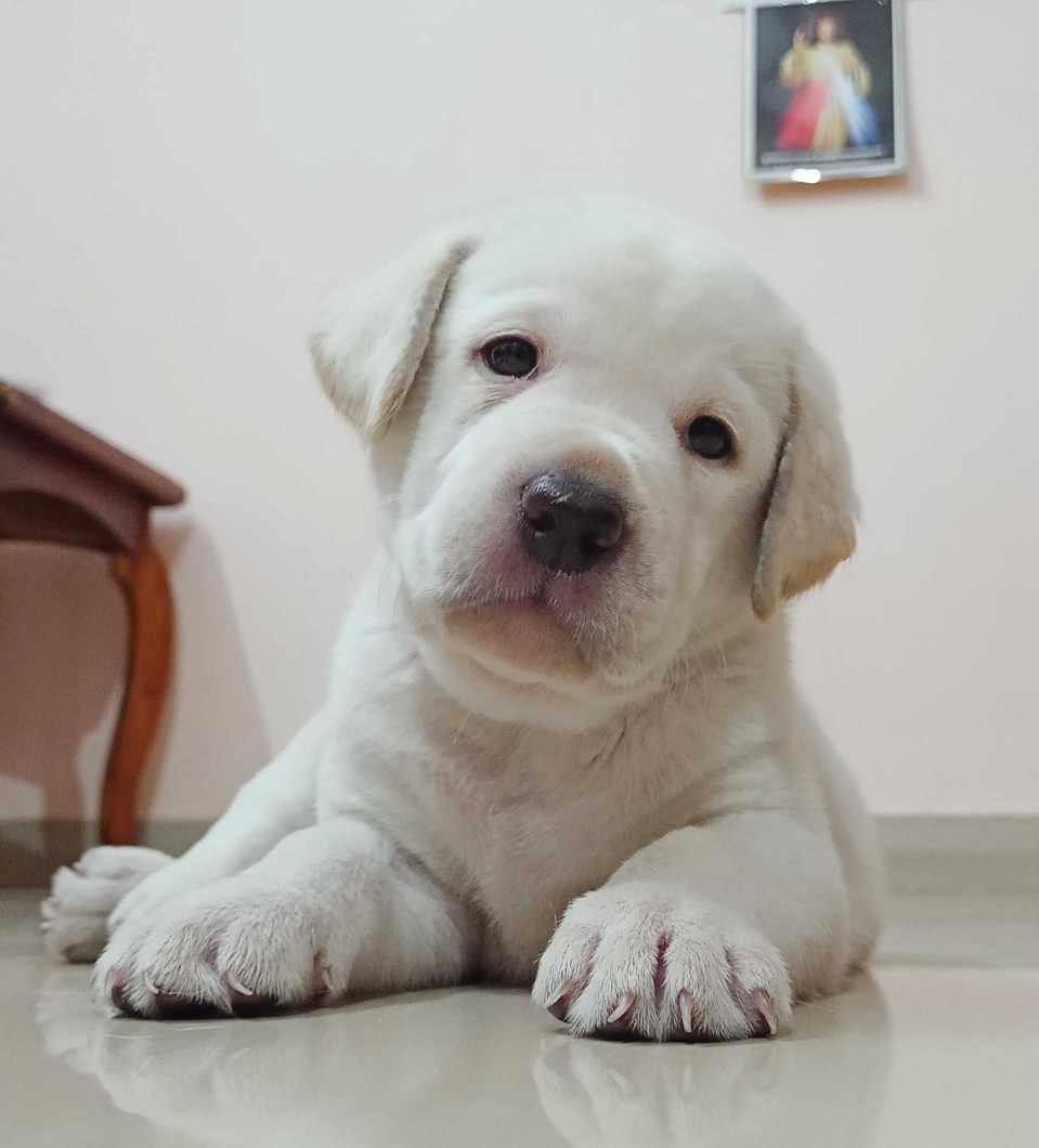 Labrador Retriever For Sale In Gurgaon