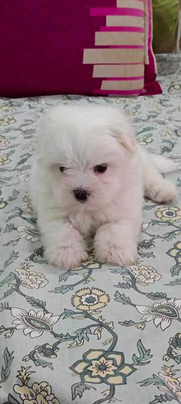 Maltese For Sale In Thane