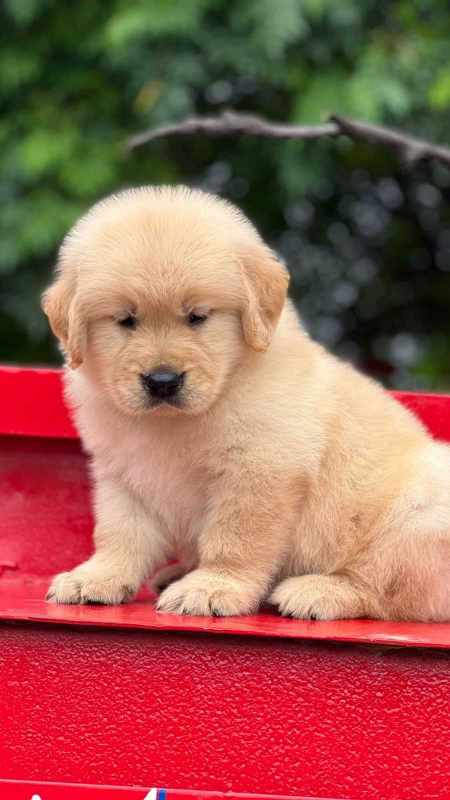 Golden Retriever For Sale In Thane
