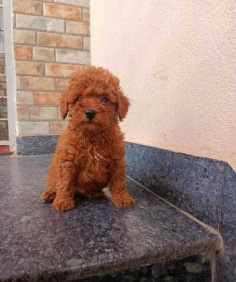 Poodle For Sale In Thane