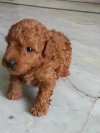 Poodle For Sale In Pune