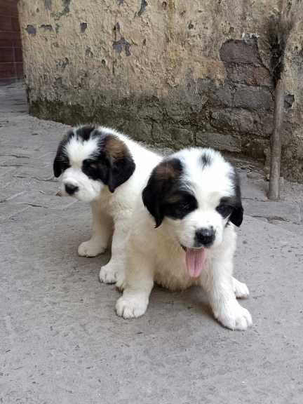 Saint Bernard For Sale In Mumbai
