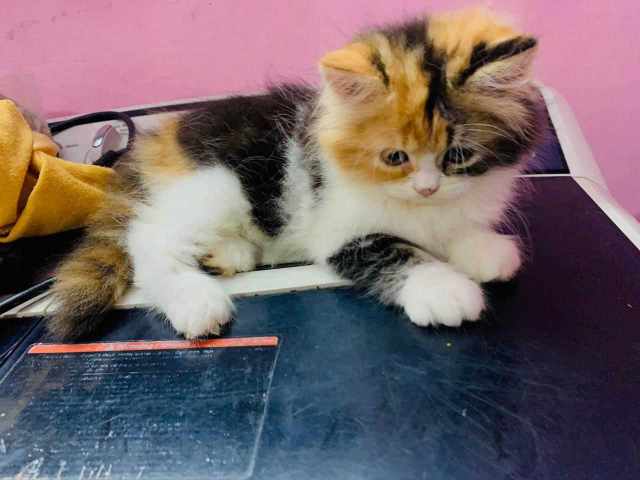 Calico For Sale In Jaipur