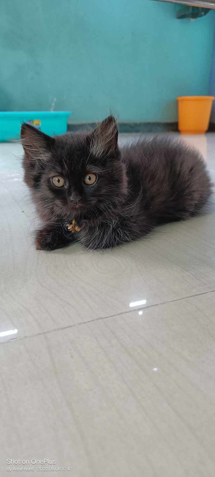 Persian For Sale In Ludhiana