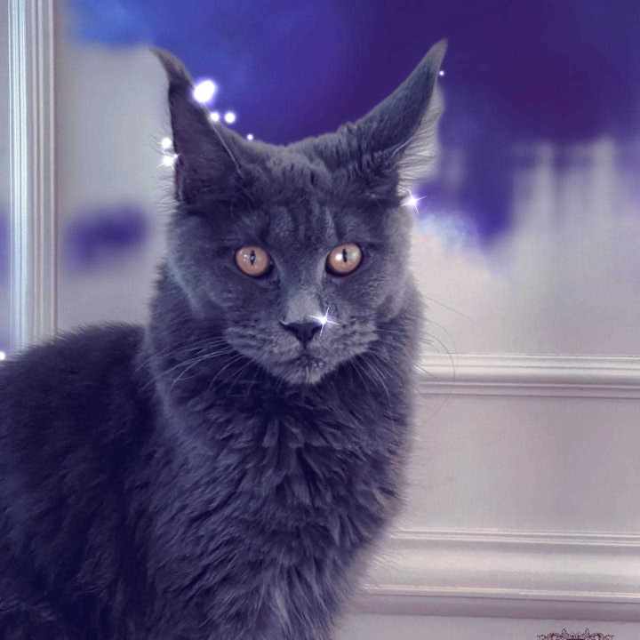 Maine Coon For Sale In Delhi