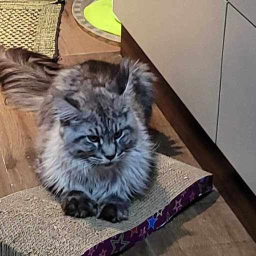 Maine Coon For Sale In Pune