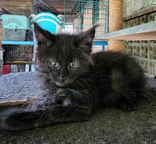 Maine Coon For Sale In Kolkata