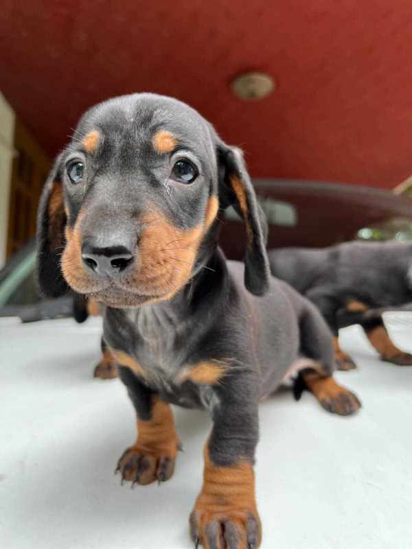 Dachshund For Sale In Kochi
