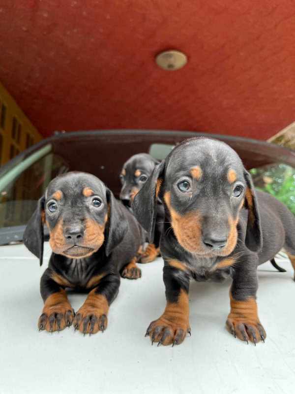 Dachshund For Sale In Kollam