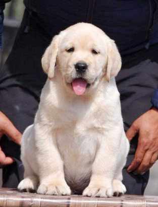 Golden Retriever For Sale In Noida