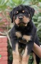 Rottweiler For Sale In Delhi