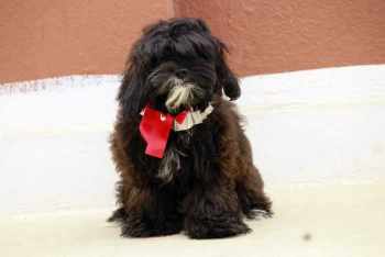 Lhasa Apso For Sale In Dehradun