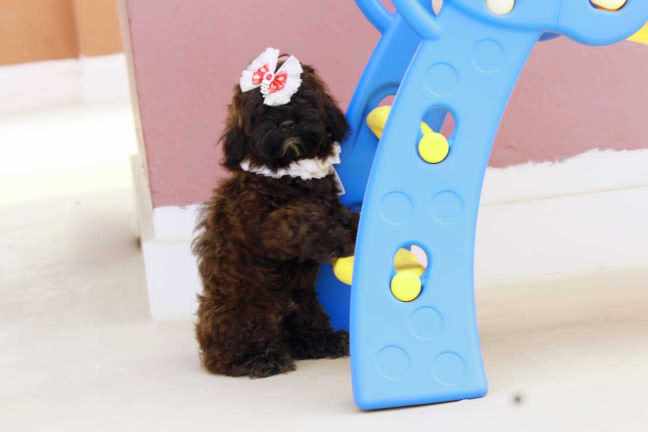 Lhasa Apso For Sale In Kolkata