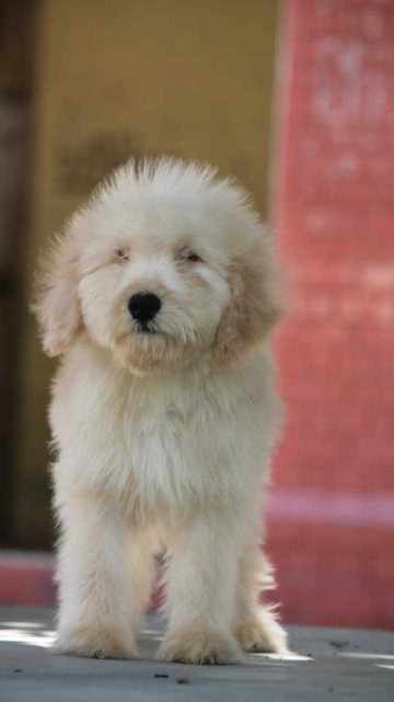 Labradoodle For Sale In Kochi