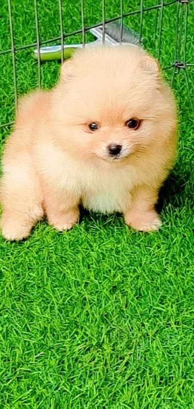 Culture Pomeranian For Sale In Gurgaon