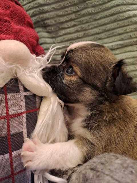 Chihuahua For Sale In Hyderabad