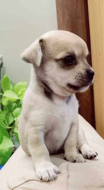 Chihuahua For Sale In Lucknow