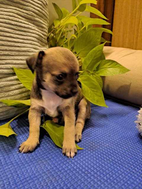 Chihuahua For Sale In Pune