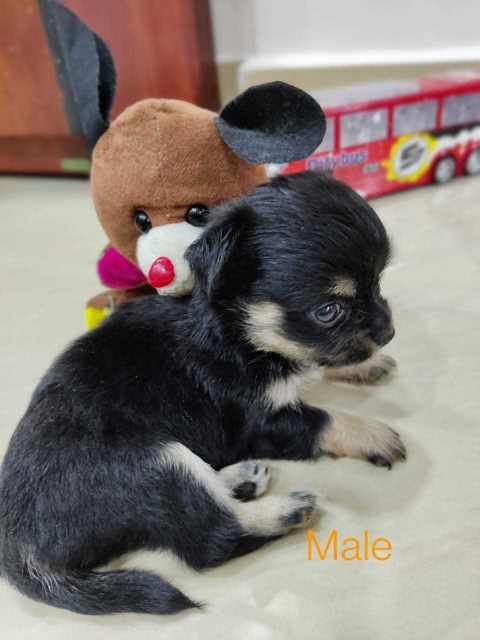 Chihuahua For Sale In Chennai