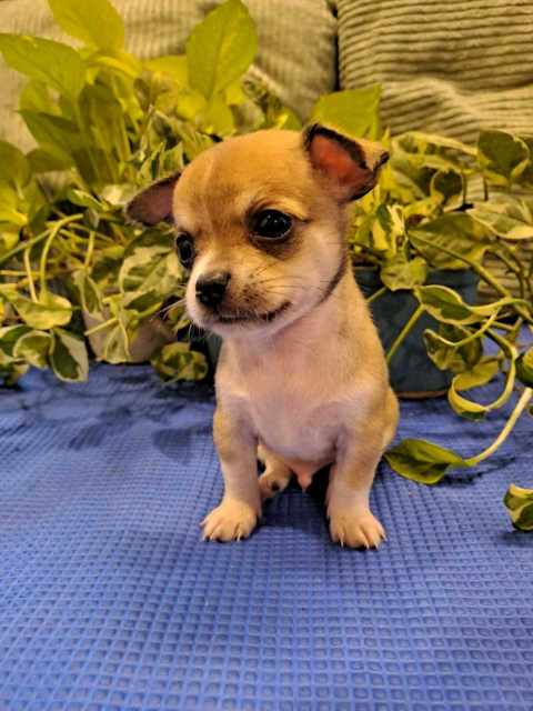 Chihuahua For Sale In Jaipur