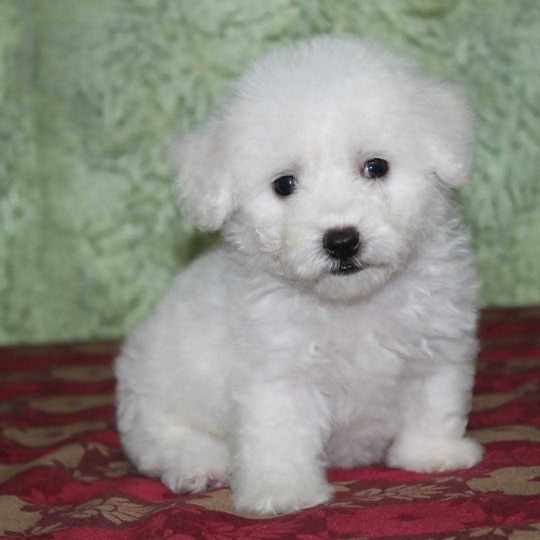 Bichon Frise For Sale In Mumbai