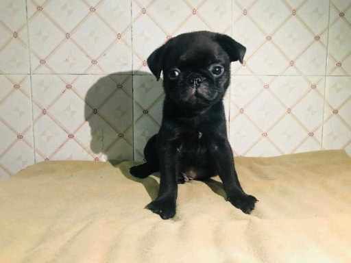 Pug For Sale In Delhi