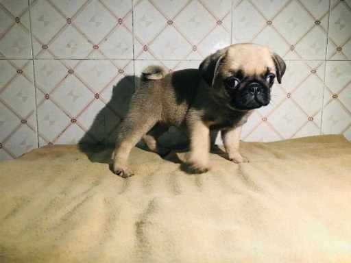Pug For Sale In Jammu