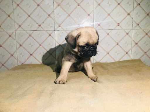 Pug For Sale In Jammu