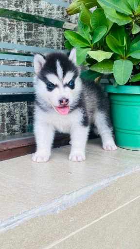 Siberian Husky For Sale In Ahmedabad