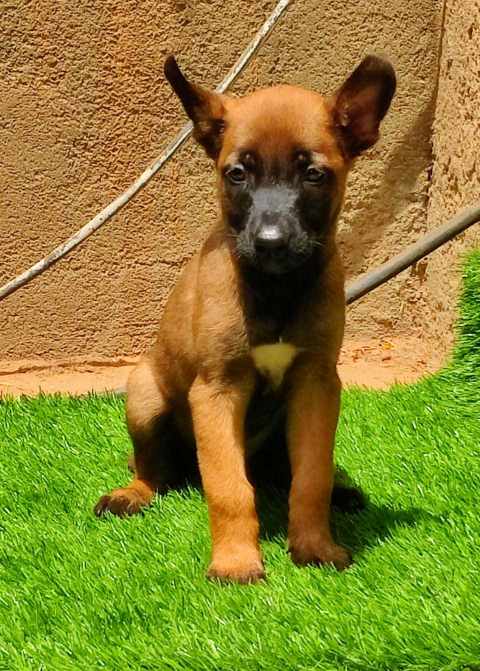 Belgian Malinois For Sale In Jaipur