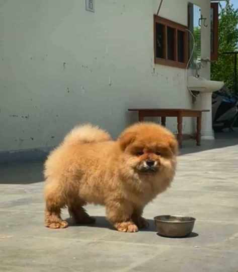 Chow Chow For Sale In Kochi