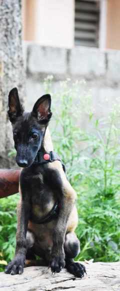 Belgian Shepherd For Sale In Mumbai