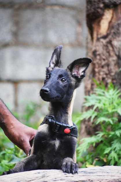 Belgian Shepherd For Sale In Panipat