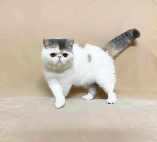 Persian For Sale In Vadodara
