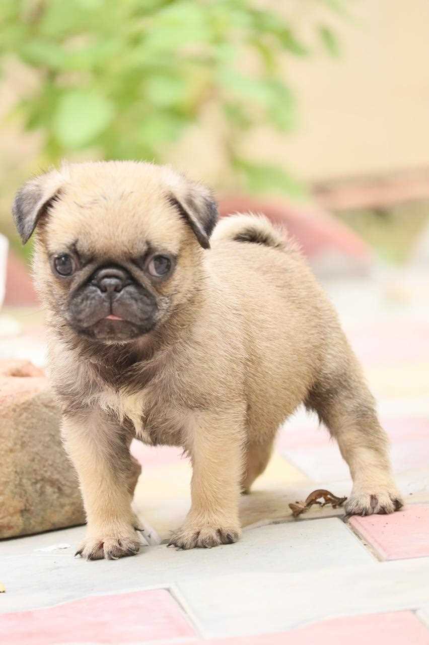 Pug For Sale In Pune